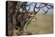 Cheetah (Acinonyx Jubatus) Cub in an Acacia Tree-James Hager-Premier Image Canvas