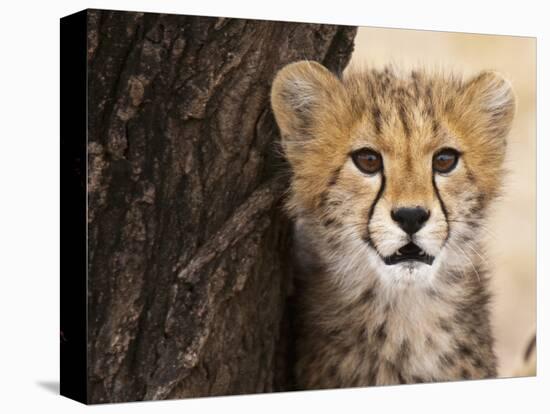 Cheetah (Acinonyx Jubatus) Cub, Masai Mara, Kenya, East Africa, Africa-Sergio Pitamitz-Premier Image Canvas