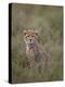 Cheetah (Acinonyx Jubatus) Cub, Serengeti National Park, Tanzania, East Africa, Africa-James Hager-Premier Image Canvas