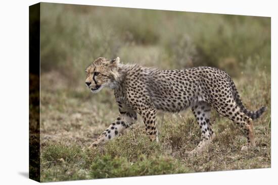 Cheetah (Acinonyx Jubatus) Cub, Serengeti National Park, Tanzania, East Africa, Africa-James Hager-Premier Image Canvas