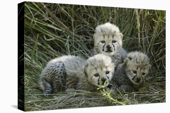 Cheetah (Acinonyx Jubatus) Cubs Aged 5 Weeks, Masai-Mara Game Reserve, Kenya. Vulnerable Species-Denis-Huot-Premier Image Canvas