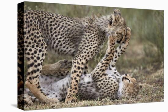 Cheetah (Acinonyx Jubatus) Cubs Playing, Serengeti National Park, Tanzania, East Africa, Africa-James Hager-Premier Image Canvas