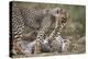 Cheetah (Acinonyx Jubatus) Cubs Playing, Serengeti National Park, Tanzania, East Africa, Africa-James Hager-Premier Image Canvas