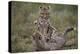 Cheetah (Acinonyx Jubatus) Cubs Playing, Serengeti National Park, Tanzania, East Africa, Africa-James Hager-Premier Image Canvas