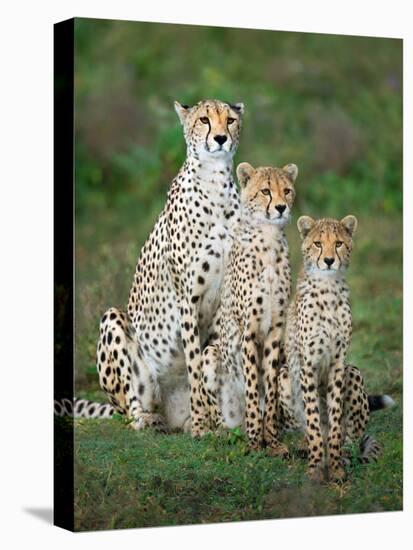 Cheetah (Acinonyx Jubatus) Family, Ndutu, Ngorongoro Conservation Area, Tanzania-null-Stretched Canvas