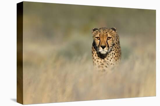 Cheetah (Acinonyx Jubatus) in a Field, Etosha National Park, Namibia-null-Stretched Canvas