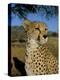 Cheetah (Acinonyx Jubatus) in Captivity, Namibia, Africa-Steve & Ann Toon-Premier Image Canvas