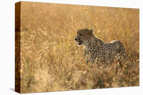 Cheetah ( Acinonyx jubatus ) in savanna, Lower Sabie, Kruger National Park, South Africa, Africa-null-Premier Image Canvas