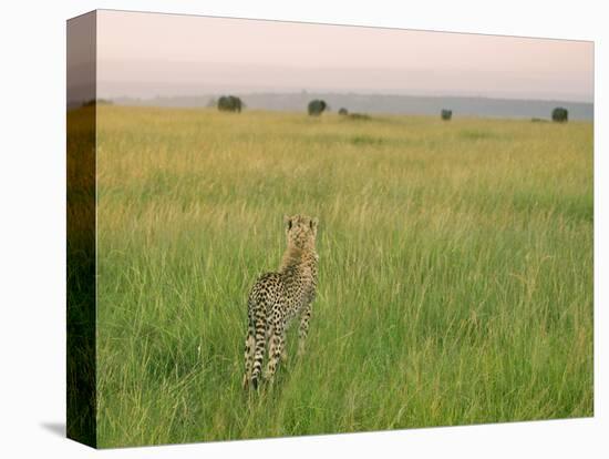 Cheetah (Acinonyx Jubatus) in the Grass, Maasai Mara National Reserve, Kenya-Keren Su-Premier Image Canvas