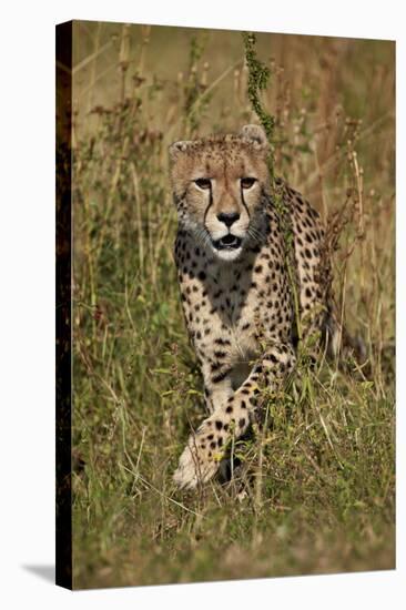 Cheetah (Acinonyx Jubatus), Kruger National Park, South Africa, Africa-James Hager-Premier Image Canvas