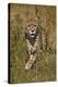 Cheetah (Acinonyx Jubatus), Kruger National Park, South Africa, Africa-James Hager-Premier Image Canvas