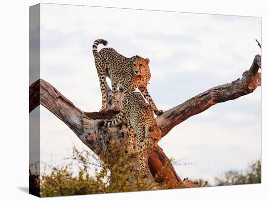 Cheetah (Acinonyx jubatus), Kruger National Park, South Africa, Africa-Christian Kober-Premier Image Canvas