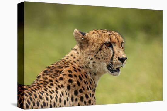 Cheetah (Acinonyx jubatus ), Kruger National Park, South Africa-David Wall-Premier Image Canvas