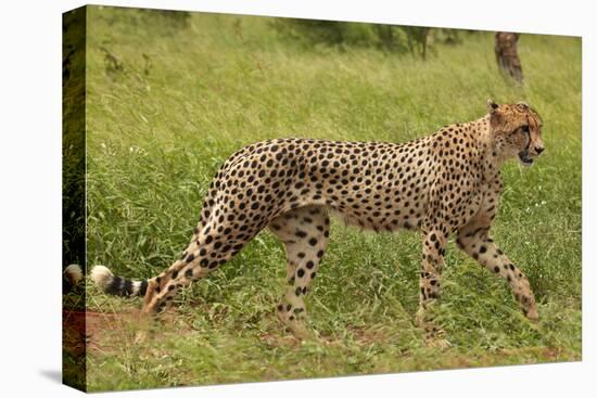 Cheetah (Acinonyx jubatus ), Kruger National Park, South Africa-David Wall-Premier Image Canvas