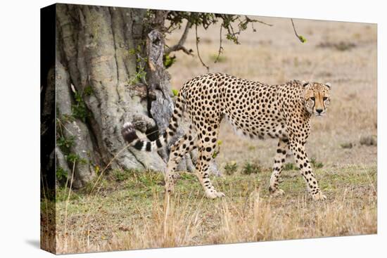 Cheetah (Acinonyx Jubatus), Masai Mara, Kenya, East Africa, Africa-Sergio Pitamitz-Premier Image Canvas