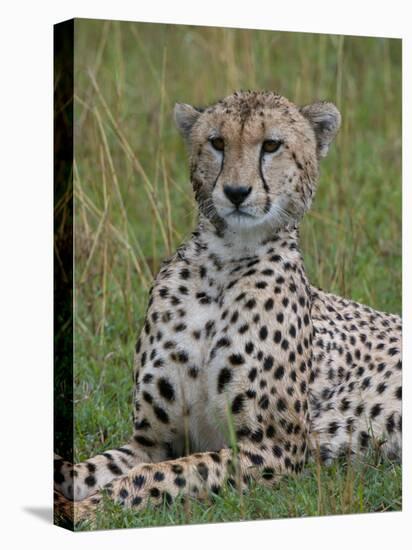Cheetah (Acinonyx Jubatus), Masai Mara National Reserve, Kenya, East Africa, Africa-Sergio Pitamitz-Premier Image Canvas