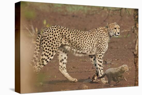 Cheetah (Acinonyx jubatus) mother and cub, Kruger National Park, South Africa, Africa-James Hager-Premier Image Canvas