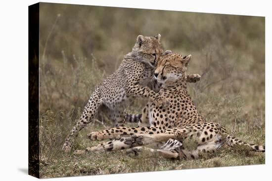 Cheetah (Acinonyx Jubatus) Mother and Cub, Serengeti National Park, Tanzania, East Africa, Africa-James Hager-Premier Image Canvas