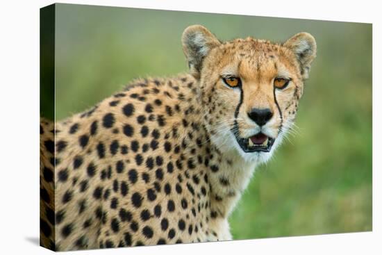 Cheetah (Acinonyx Jubatus), Ndutu, Ngorongoro Conservation Area, Tanzania-null-Stretched Canvas