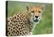 Cheetah (Acinonyx Jubatus), Ndutu, Ngorongoro Conservation Area, Tanzania-null-Stretched Canvas