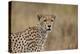 Cheetah (Acinonyx Jubatus), Serengeti National Park, Tanzania, East Africa, Africa-James Hager-Premier Image Canvas