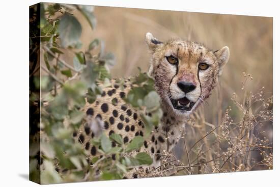 Cheetah (Acinonyx jubatus), Serengeti National Park, Tanzania, East Africa, Africa-Ashley Morgan-Premier Image Canvas