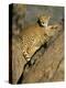 Cheetah (Acinonyx Jubatus) up a Tree in Captivity, Namibia, Africa-Steve & Ann Toon-Premier Image Canvas