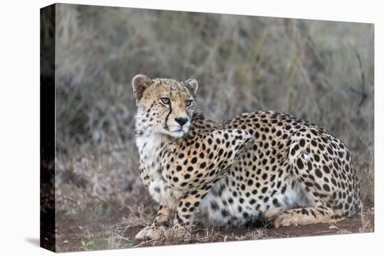 Cheetah (Acinonyx jubatus), Zimanga private game reserve, KwaZulu-Natal-Ann and Steve Toon-Premier Image Canvas