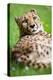 Cheetah (Acinonyx Jubatus)-l i g h t p o e t-Premier Image Canvas
