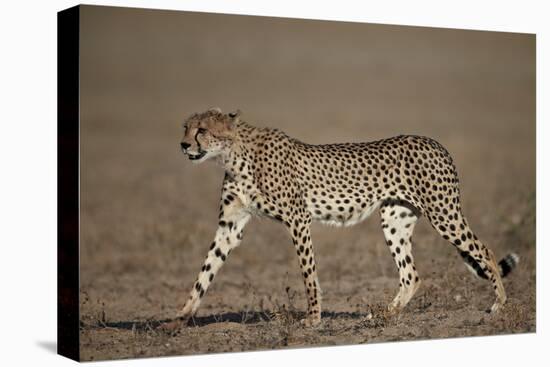 Cheetah (Acinonyx Jubatus)-James Hager-Premier Image Canvas