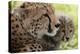 Cheetah (Acynonix Jubatus) and Cub, Masai Mara National Reserve, Kenya, East Africa, Africa-Sergio Pitamitz-Premier Image Canvas