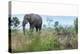 Cheetah and African elephant , Kruger Nat'l Park, South Africa, Africa-Christian Kober-Premier Image Canvas