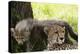 Cheetah and Cub, Masai Mara, Kenya-Sergio Pitamitz-Premier Image Canvas