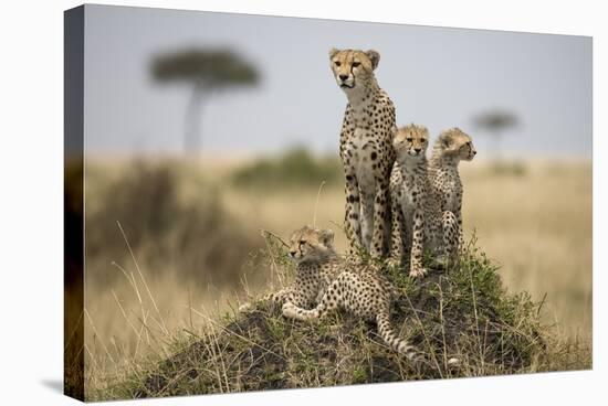 Cheetah and Cubs, Masai Mara Game Reserve, Kenya-null-Premier Image Canvas