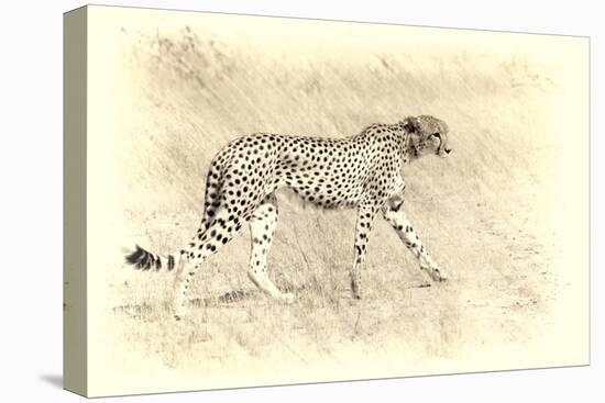 Cheetah, Artistic Version, Walking in Grassland Botswana, Africa-Sheila Haddad-Premier Image Canvas