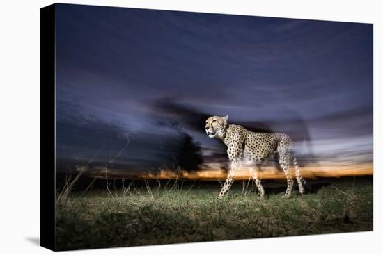 Cheetah at Dusk-Paul Souders-Premier Image Canvas