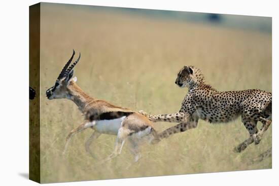 Cheetah Chasing Thomson's Gazelle-Paul Souders-Premier Image Canvas