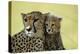 Cheetah, Close-Up of Mother and Cub-null-Premier Image Canvas