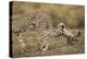 Cheetah Cub and Mother-Paul Souders-Premier Image Canvas