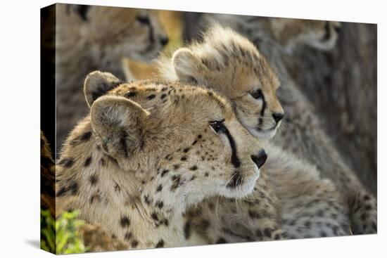 Cheetah Cub and Mother-Paul Souders-Premier Image Canvas