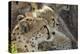 Cheetah Cub and Mother-Paul Souders-Premier Image Canvas