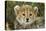 Cheetah Cub at Ngorongoro Conservation Area, Tanzania-Paul Souders-Premier Image Canvas