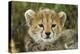 Cheetah Cub at Ngorongoro Conservation Area, Tanzania-Paul Souders-Premier Image Canvas