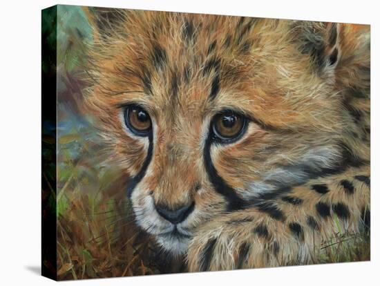 Cheetah Cub Close-David Stribbling-Stretched Canvas