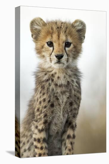 Cheetah Cub-null-Premier Image Canvas