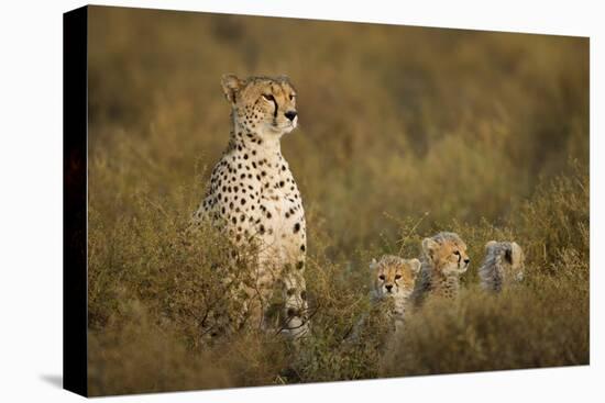 Cheetah Cubs and their Mother-Paul Souders-Premier Image Canvas