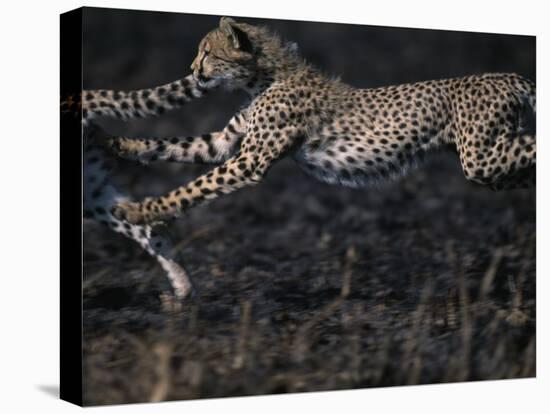 Cheetah Cubs at Play, Masai Mara Game Reserve, Kenya-Paul Souders-Premier Image Canvas