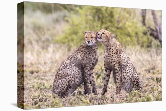Cheetah cubs bonding. Serengeti National Park. Tanzania. Africa.-Tom Norring-Premier Image Canvas