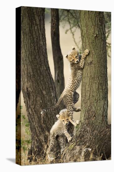 Cheetah Cubs Playing at Ngorongoro Conservation Area, Tanzania-Paul Souders-Premier Image Canvas