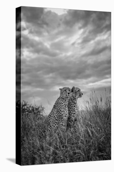 CHEETAH DREAMS-Jaco Marx-Premier Image Canvas